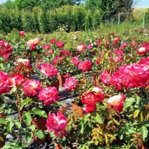 Rose Plant Live, Rose Bushes Ready To Plant, Fragrant Rose Flower, 5-9 Inc Tall, Well Rooted, No Pot, Rose Blooms