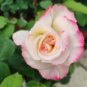 Rose Plant Live, Rose Bushes Ready To Plant, Fragrant Rose Flower, 5-9 Inc Tall, Well Rooted, No Pot, Rose Blooms