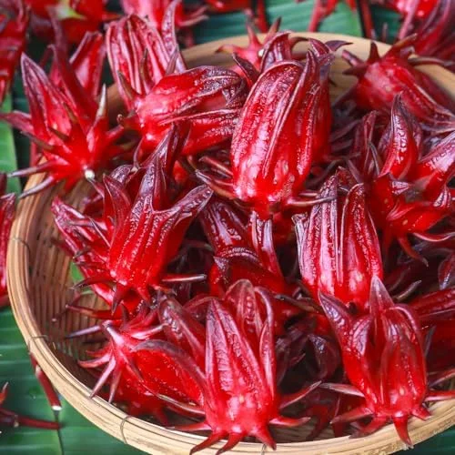 Roselle Hibiscus Plants - 2 Live Hibiscus Sabdariffa in 4 inch Pot