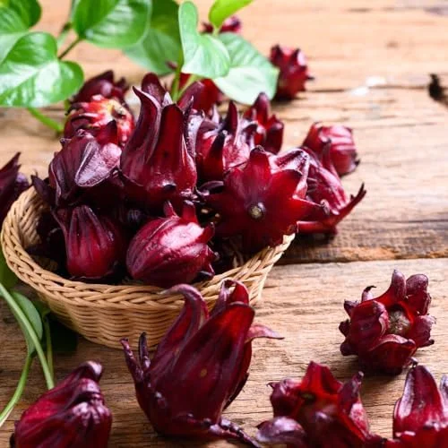 Roselle Hibiscus Plants - 2 Live Hibiscus Sabdariffa in 4 inch Pot