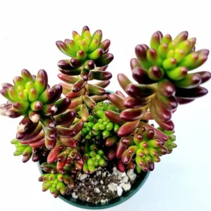 Sedum Rubrotinctum Jelly Bean Succulent Live Plant 2 Inch Pot for Home Garden Decor