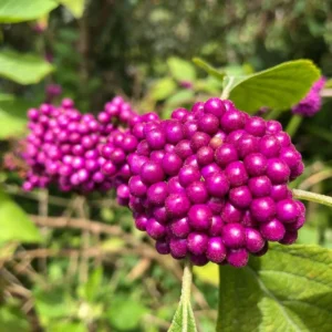 American Beautyberry Plant – Live plant – Hardy ornamental shrub – Outdoor - Image 6