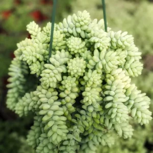 Sedum 'Burrito' Donkey Tail #A Succulent Live Plant 2 Inch Pot for Home Garden Decor