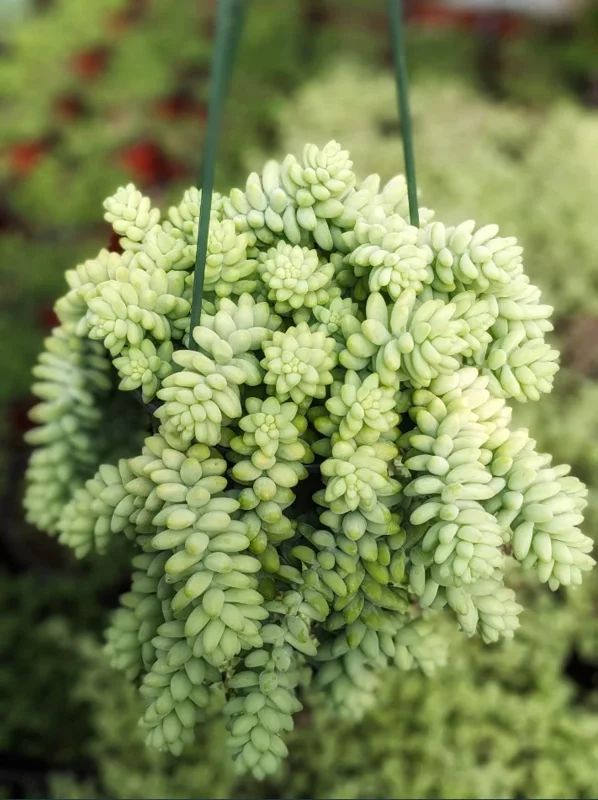 Sedum 'Burrito' Donkey Tail #A Succulent Live Plant 2 Inch Pot for Home Garden Decor