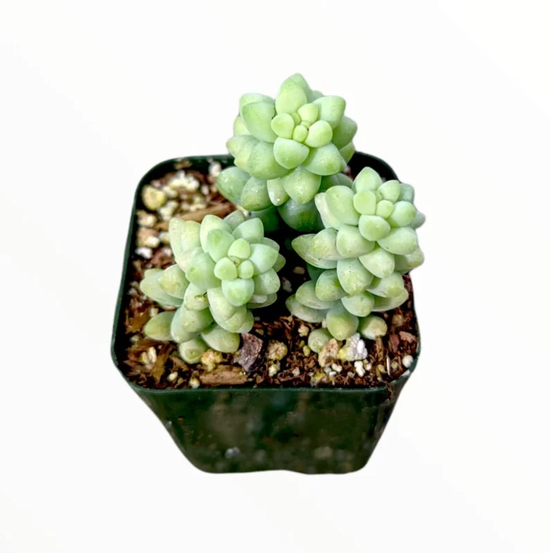 Sedum 'Burrito' Donkey Tail #A Succulent Live Plant 2 Inch Pot for Home Garden Decor