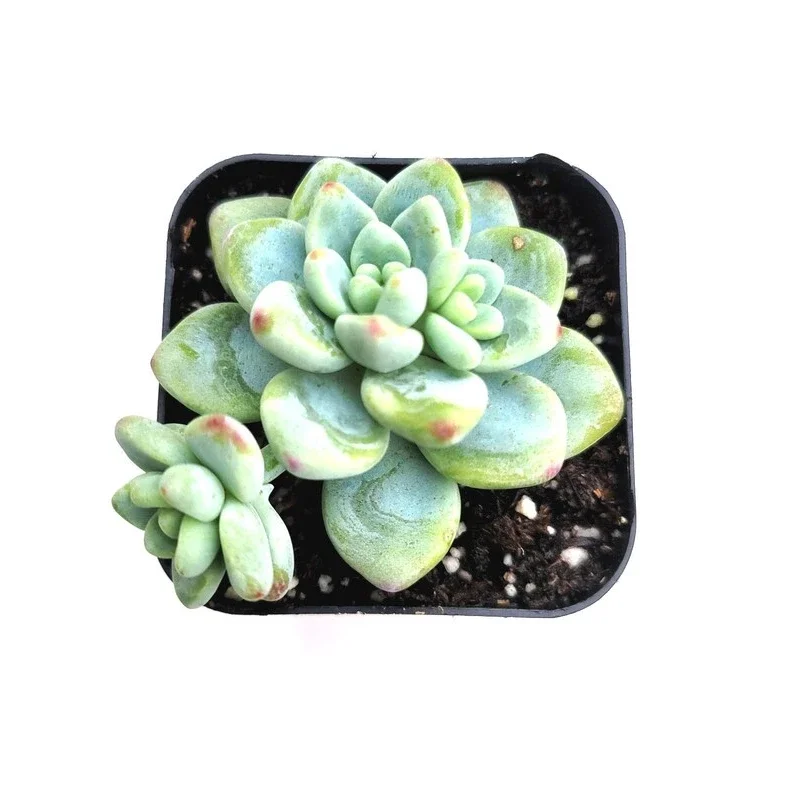 Sedum Clavatum Succulent Live Plant 2 Inch - Indoor Outdoor Garden Decor