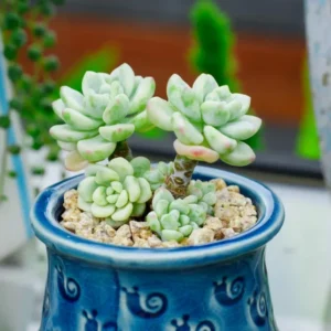Sedum Clavatum Succulent Live Plant 2 Inch - Indoor Outdoor Garden Decor