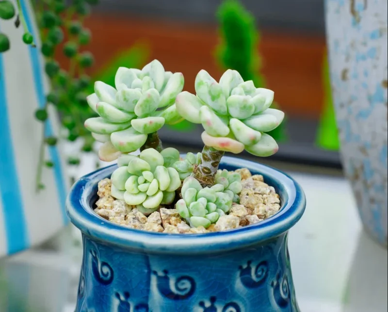 Sedum Clavatum Succulent Live Plant 2 Inch - Indoor Outdoor Garden Decor