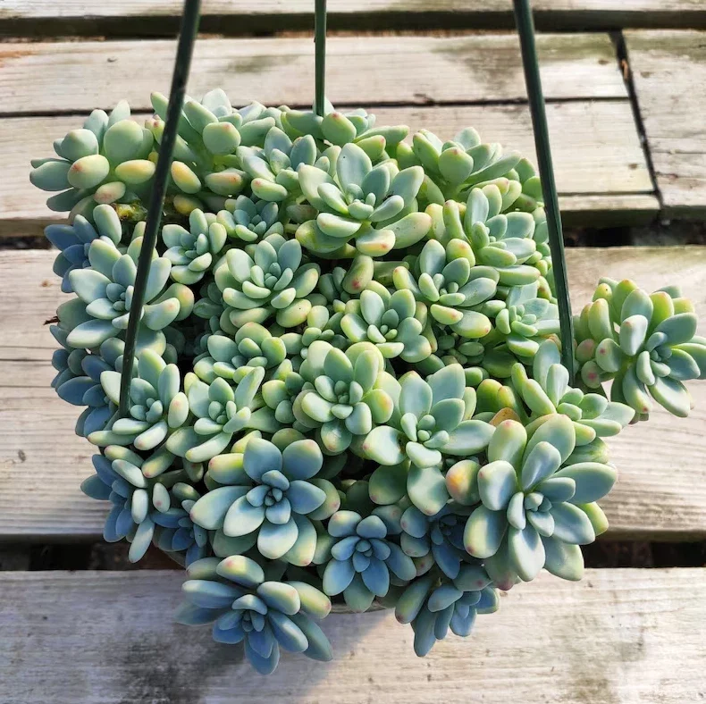 Sedum Clavatum Succulent Live Plant 2 Inch - Indoor Outdoor Garden Decor