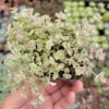 Sedum 'Little Missy' Succulent Plant 2 Inch for Home Office Garden Decor