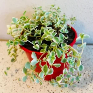 Sedum 'Little Missy' Succulent Plant 2 Inch for Home Office Garden Decor