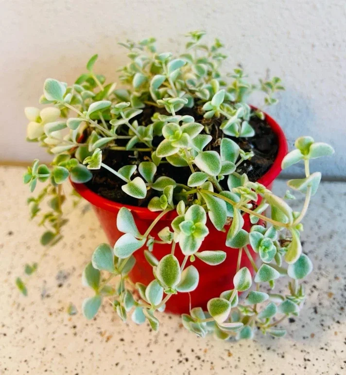 Sedum 'Little Missy' Succulent Plant 2 Inch for Home Office Garden Decor