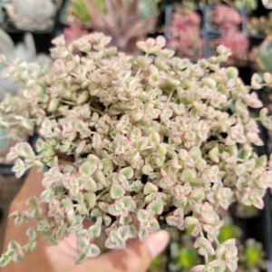 Sedum 'Little Missy' Succulent Plant 2 Inch for Home Office Garden Decor