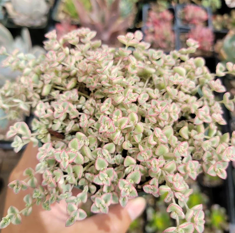 Sedum 'Little Missy' Succulent Plant 2 Inch for Home Office Garden Decor