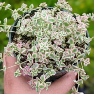 Sedum 'Little Missy' Succulent Plant 2 Inch for Home Office Garden Decor