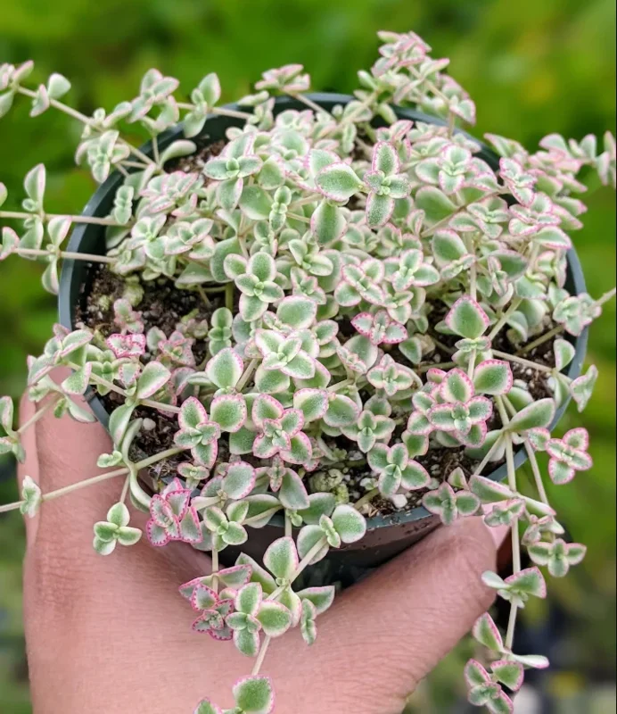 Sedum 'Little Missy' Succulent Plant 2 Inch for Home Office Garden Decor