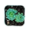 Sedum Pachyclaudos “White Diamond” Succulent Plant 2 Inch Pot for Home Garden Decor