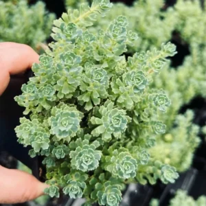Sedum Pachyclaudos “White Diamond” Succulent Plant 2 Inch Pot for Home Garden Decor