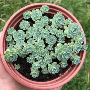 Sedum Pachyclaudos “White Diamond” Succulent Plant 2 Inch Pot for Home Garden Decor