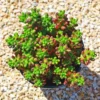 Sedum Rubrotinctum Jelly Bean Succulent Live Plant 2 Inch Pot for Home Garden Decor