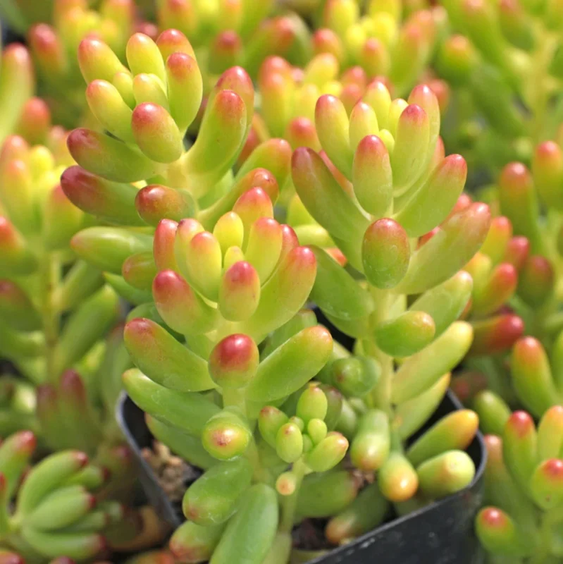 Sedum Rubrotinctum Jelly Bean Succulent Live Plant 2 Inch Pot for Home Garden Decor