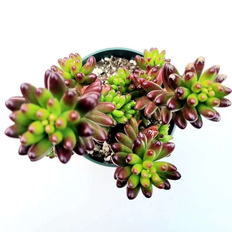Sedum Rubrotinctum Jelly Bean Succulent Live Plant 2 Inch Pot for Home Garden Decor