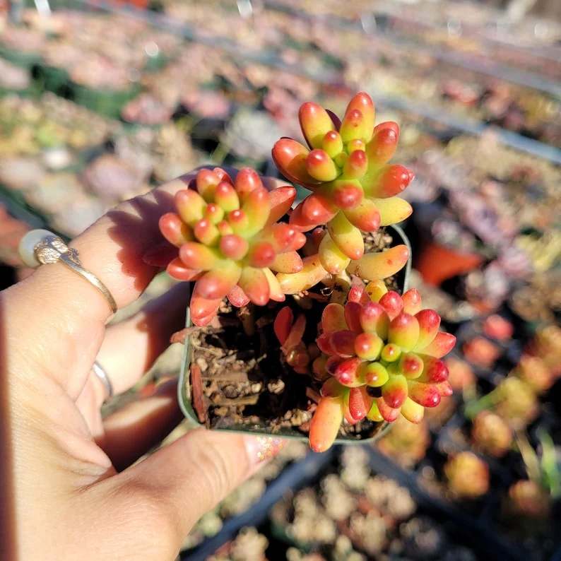 Sedum Rubrotinctum Jelly Bean Succulent Live Plant 2 Inch Pot for Home Garden Decor