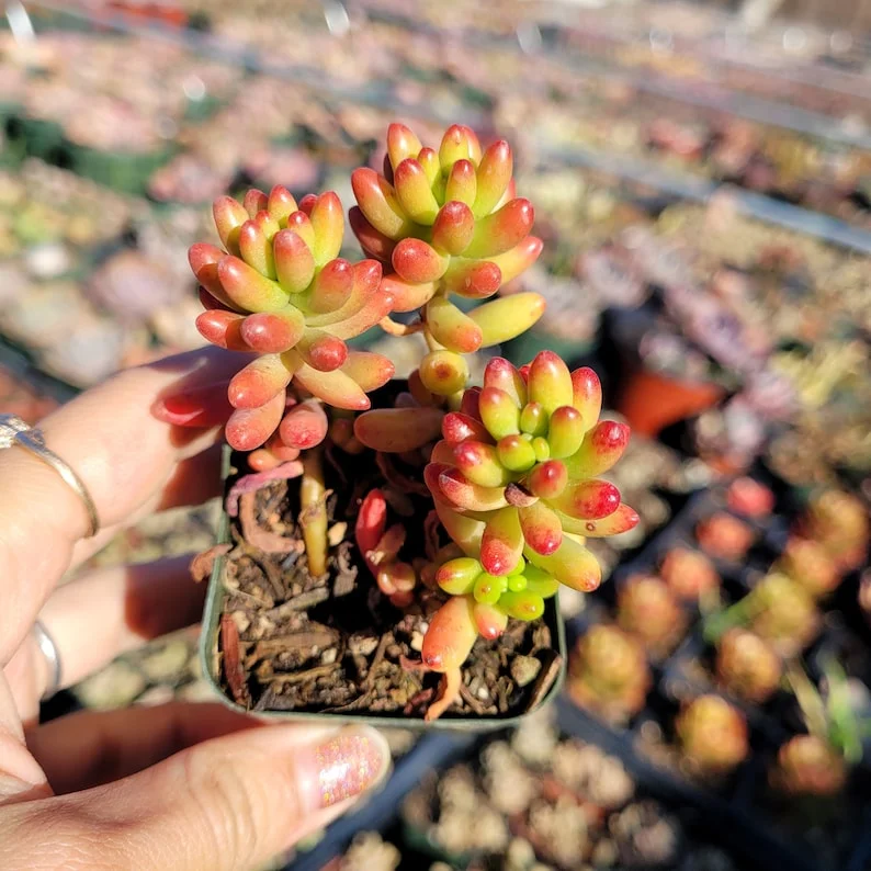 Sedum Rubrotinctum Jelly Bean Succulent Live Plant 2 Inch Pot for Home Garden Decor