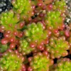 Sedum Rubrotinctum 'Mini Me' Succulent Plant 2 Inch for Home Office Garden Decor