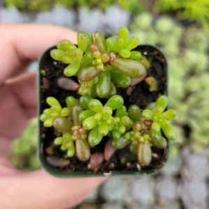 Sedum Rubrotinctum 'Mini Me' Succulent Plant 2 Inch for Home Office Garden Decor