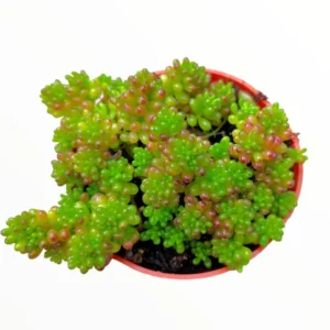 Sedum Rubrotinctum 'Mini Me' Succulent Plant 2 Inch for Home Office Garden Decor