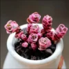 Sedum Spurium 'Dragon's Blood' Succulent Plant 2 Inch - Multicolor Garden Decor
