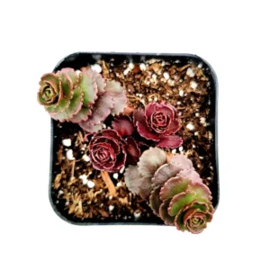 Sedum Spurium 'Dragon's Blood' Succulent Plant 2 Inch - Multicolor Garden Decor