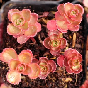Sedum Spurium 'Dragon's Blood' Succulent Plant 2 Inch - Multicolor Garden Decor