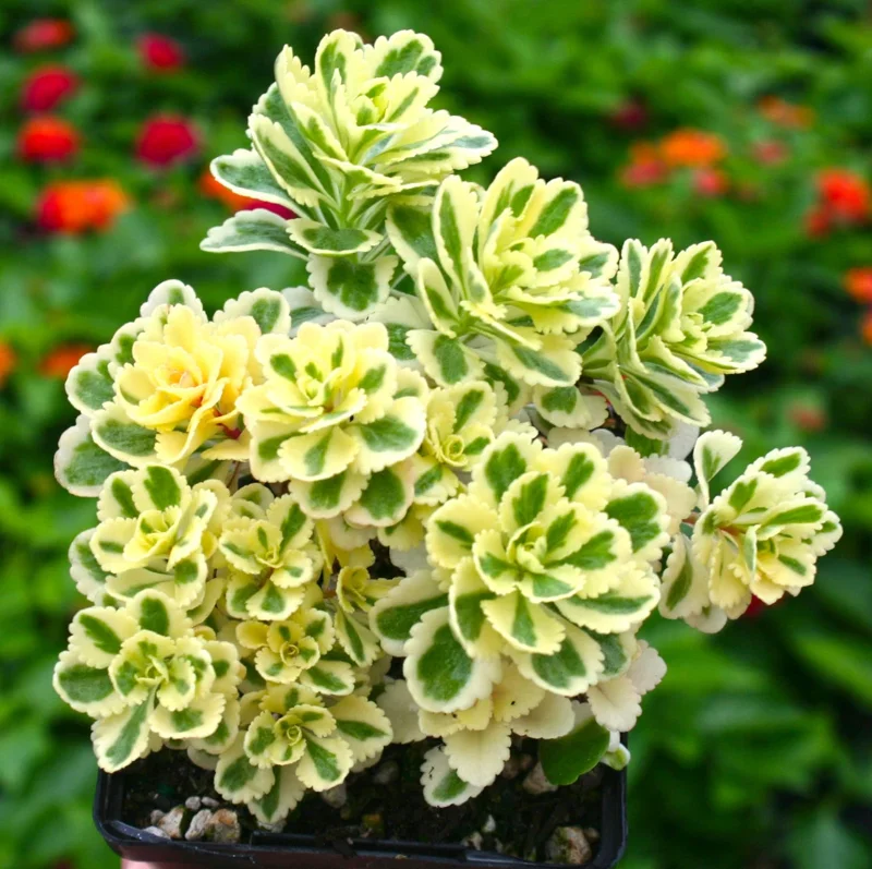 Sedum Takesimense Atlantis™ Variegated Succulent Live Plant 2 Inch for Garden