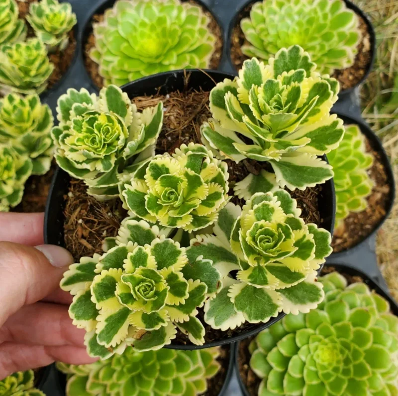 Sedum Takesimense Atlantis™ Variegated Succulent Live Plant 2 Inch for Garden