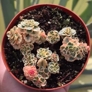 Sedum Takesimense Atlantis™ Variegated Succulent Live Plant 2 Inch for Garden