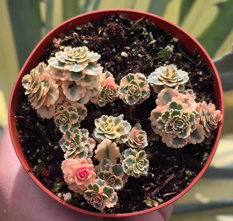 Sedum Takesimense Atlantis™ Variegated Succulent Live Plant 2 Inch for Garden