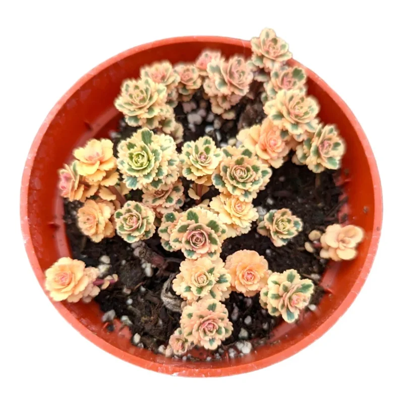 Sedum Takesimense Atlantis™ Variegated Succulent Live Plant 2 Inch for Garden