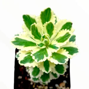 Sedum Takesimense Atlantis™ Variegated Succulent Live Plant 2 Inch for Garden