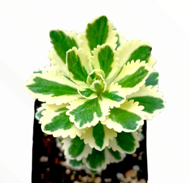 Sedum Takesimense Atlantis™ Variegated Succulent Live Plant 2 Inch for Garden