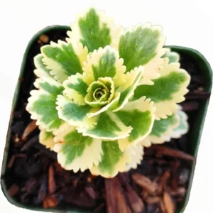 Sedum Takesimense Atlantis™ Variegated Succulent Live Plant 2 Inch for Garden