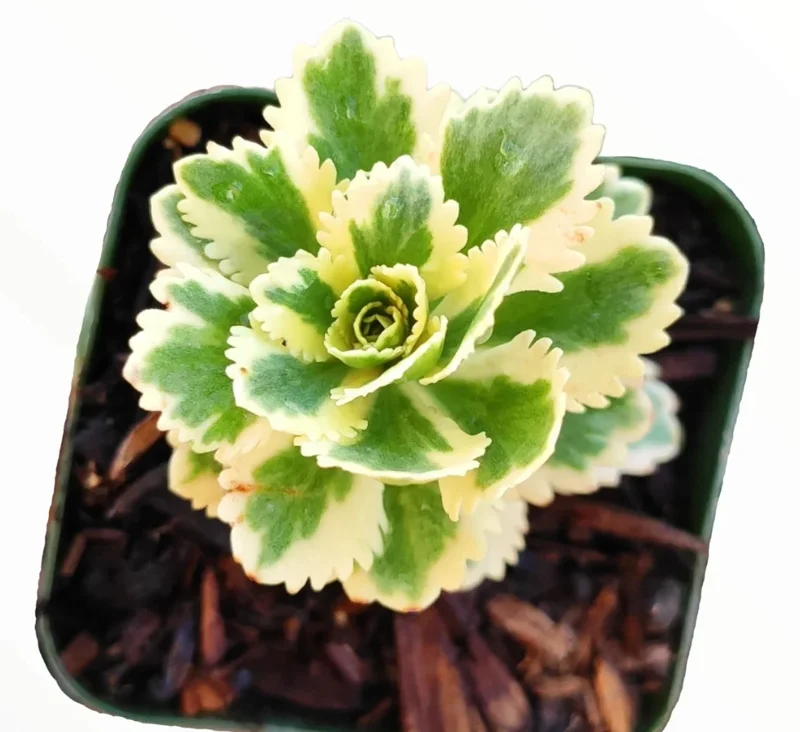 Sedum Takesimense Atlantis™ Variegated Succulent Live Plant 2 Inch for Garden
