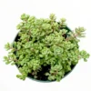Sedum Versadense Korean Succulent Plant 2 Inch Pot for Home Office Garden Decor