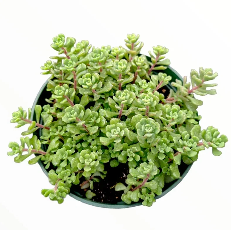 Sedum Versadense Korean Succulent Plant 2 Inch Pot for Home Office Garden Decor