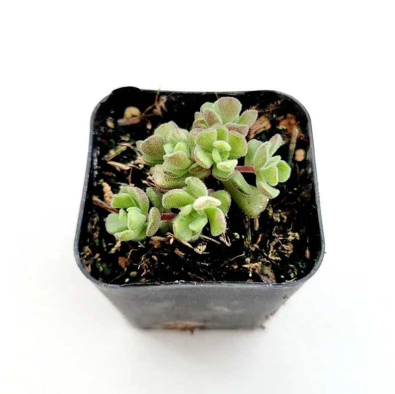 Sedum Versadense Korean Succulent Plant 2 Inch Pot for Home Office Garden Decor
