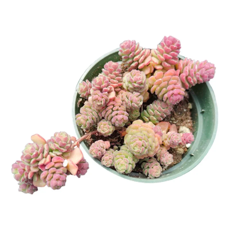 Sedum Versadense Korean Succulent Plant 2 Inch Pot for Home Office Garden Decor