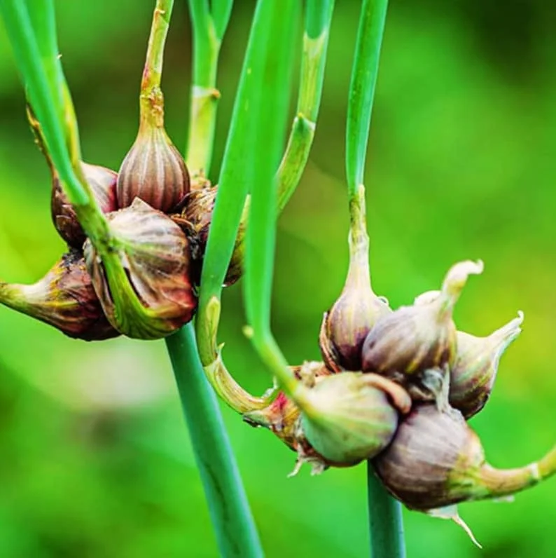 Set 1 Pot Walking Onion Live Starter Plants for Planting, 3 Plants per Pot, Walking Onion Plant, Well Rooted, 4"Pot, 8-10"Tall (No Ship CA)