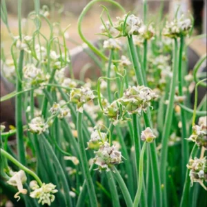 Set 1 Pot Walking Onion Live Starter Plants for Planting, 3 Plants per Pot, Walking Onion Plant, Well Rooted, 4"Pot, 8-10"Tall (No Ship CA)