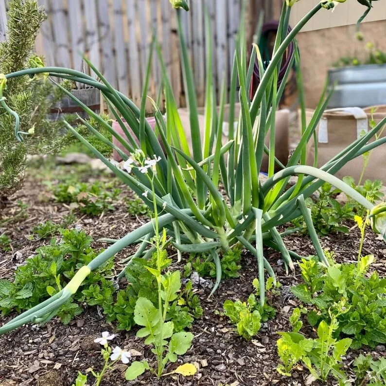 Set 1 Pot Walking Onion Live Starter Plants for Planting, 3 Plants per Pot, Walking Onion Plant, Well Rooted, 4"Pot, 8-10"Tall (No Ship CA)